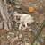 18-Month-Old Female Great Pyrenees / Newfoundland Mix – Family Dog or 3 thumbnail
