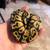Ball Pythons Pastel/ Spider/ Leopard/ Mojave Combos 5 thumbnail