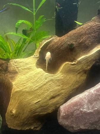Albino Bristle nose plecos (Willis)63859316764803121
