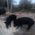 Young boars forsale 2 thumbnail