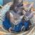 Estoy regalando unos bellos y hermosos gatitos 2 thumbnail