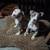 2Bully pit sisters 3 thumbnail