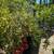 Pomegranate Tree 2 thumbnail