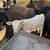 Charolais Cow and Calf pair 3 thumbnail