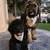 Labradoodles 7 thumbnail