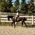 Gorgeous Black Quarter Horse for Sale 4 thumbnail