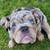 All Dogs Obedience and PottyTraining*Guaranteed*and reasonable price 6 thumbnail