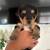 Yorkies 6 thumbnail