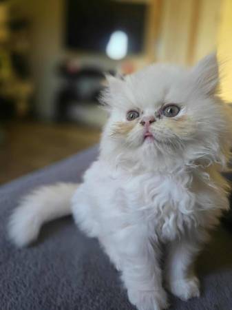Gatita Persa Hembra (San Diego)63914315243522121