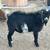 Downsizing herd 3 thumbnail