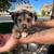 Schnoodle Puppies 6 thumbnail