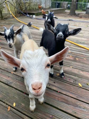 Nigerian dwarf wethers 1