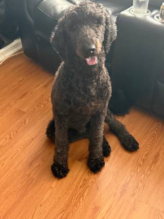 Poodle estándar (Brooklyn)63930930435843121