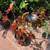 Angel Wing Begonia Maculata Polka Dot Rooted Live Plant 1 thumbnail
