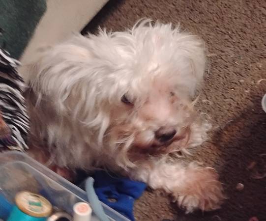 Rehoming toy Maltese (Highlands)63859317007747121