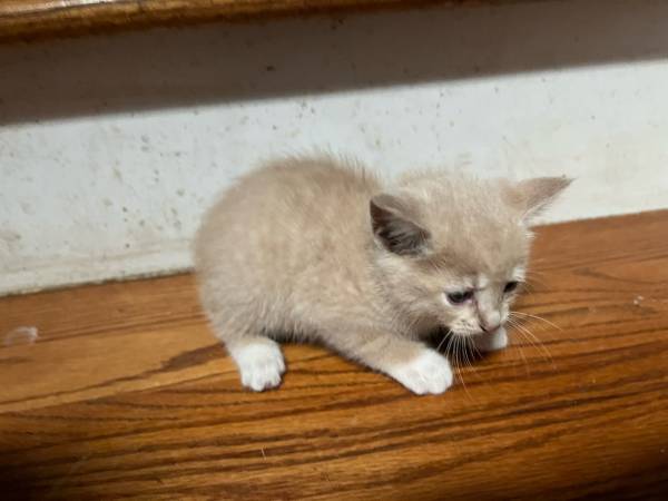 Kittens 6 weeks (Hampshire)63924866014211124