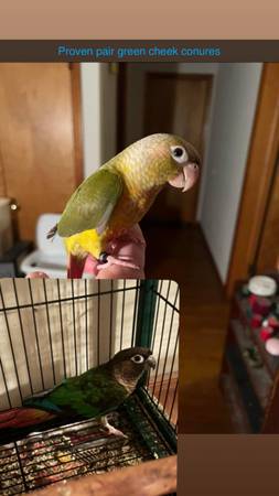 Conures de mejillas verdes (Bloomington)63664515579009120