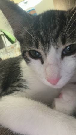 CAT (Los Ángeles 90023)63829610123649120
