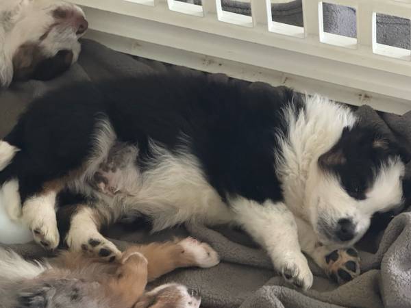 rehoming puppies (Port Saint Lucie)63832903210115124