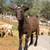 Goat, goats, Livestock, Nigerian goats, Milking goats 16 thumbnail