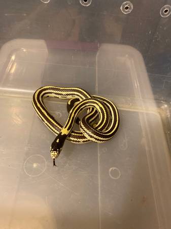 Cali kingsnake (South El Monte)63829968571777122