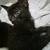 8 week old kittens (Johnston) 3 thumbnail