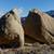 Organic Climbing Bouldering Crash Pads FOR RENT 4 thumbnail