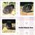 Holland Lop Does 1 thumbnail