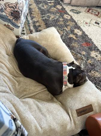 Micro Bully (Mount Carmel)63682421884033123