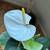 White Anthurium 1 thumbnail