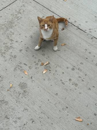 Los gatos necesitan un nuevo hogar (Staten Island)63839338820097120