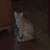 (cats) looking for a good home 1 thumbnail