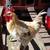 ISA Brown Rooster from Wardle Farm 4 thumbnail