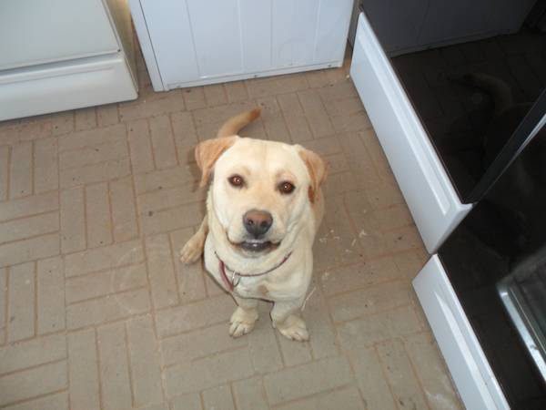 Free appliance removal 1