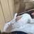 Rabbits 5 thumbnail