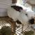 Californian livestock bunny rabbit, does-1 year old + 3 thumbnail