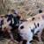 Potbelly Mama & kune kune/potbelly 5 thumbnail