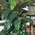 Peace Lily Plant Artificial 45” tall 2 thumbnail