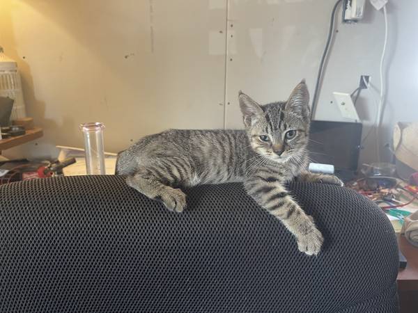 Eight week old Kitten (Newport News)63882831234305121