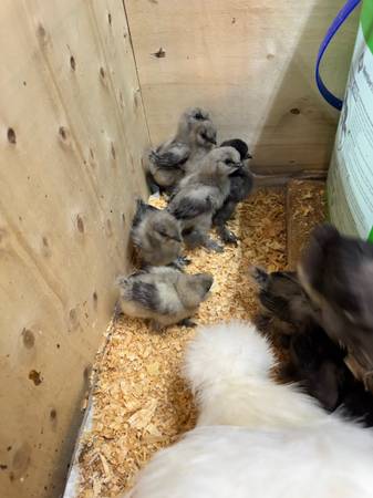 Silkie Chicks 1