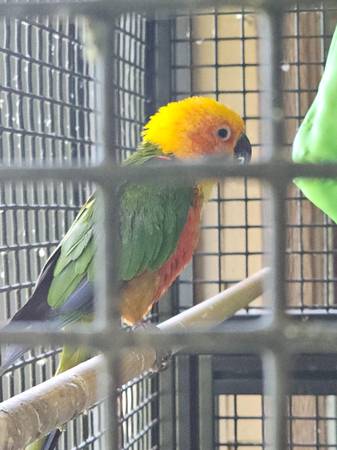 Sun Conure (Missouri City)63859315013761121