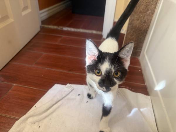 Black & white kitten 1