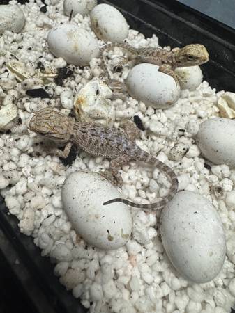 Baby Beardies (Red, Citrus, Hypo) (NE Philly)63797764603649122