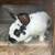 Rabbits 2 thumbnail