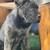 cane corso 1 thumbnail