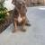 English bulldog lilac female 2 thumbnail