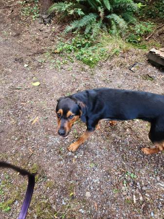 Perro encontrado (Port Susan)63790290552579122