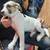 Help finding puppies a good home 4 thumbnail