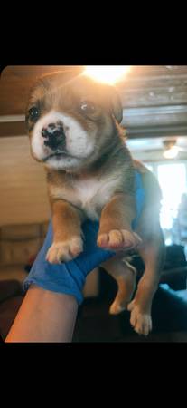 Cachorros de lab pit collie (Olympia)63869711864835122