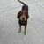 Doberman/ Weimaraner 1 thumbnail